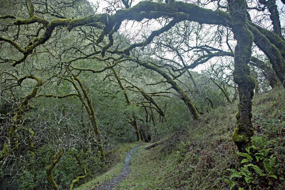 Nature trail at Cascade Canyon Preserve