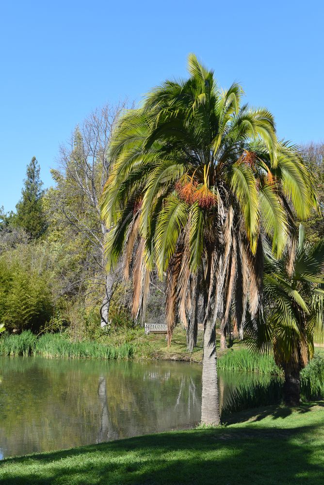 A pond at Fullerton Arboretum