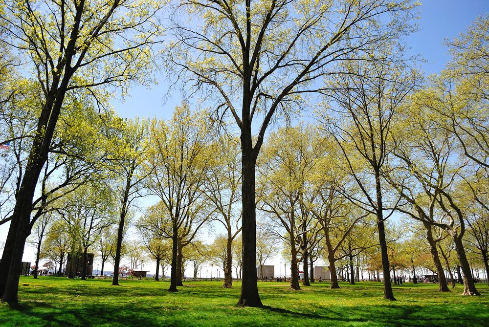 Tall trees at Battery Park
