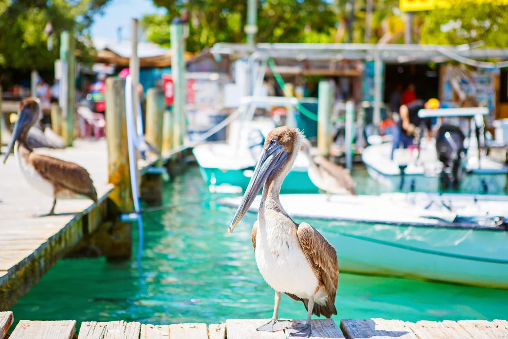 View of a Bird at Robbie’s Marina