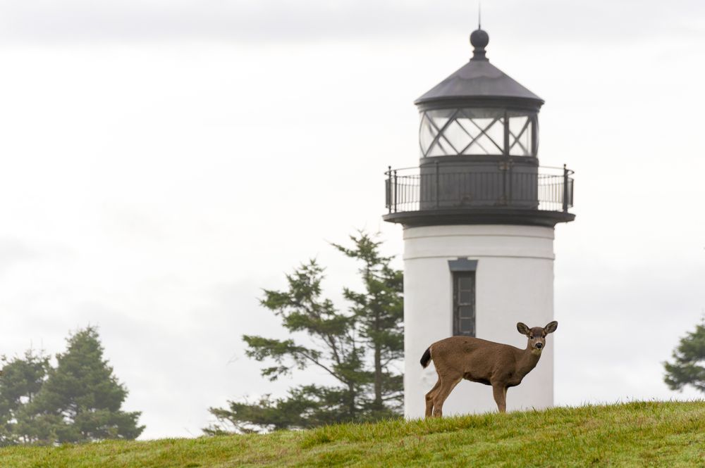 View of Fort Casey