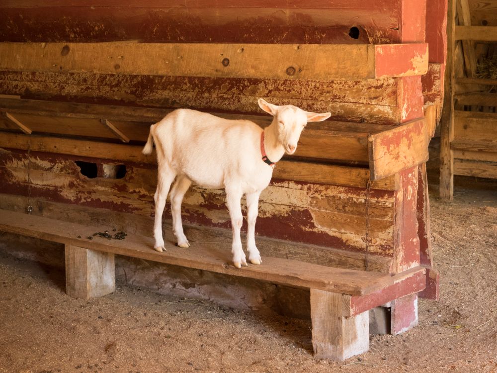 Connemara farm goat at Carl Sandburg Home National Historic Site