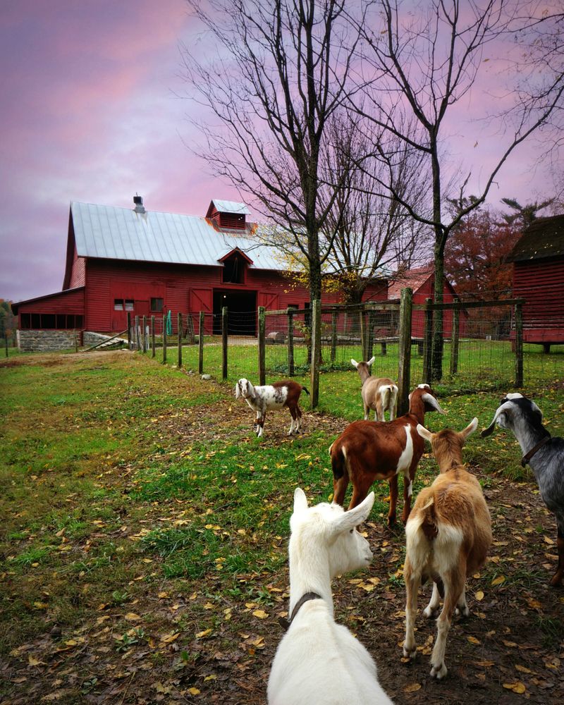 Goats in front of Connemara Farms' barn