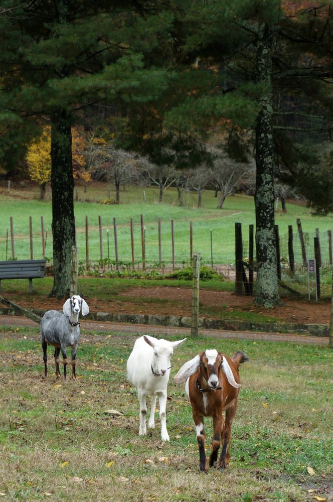 Goats at Connemara Farms