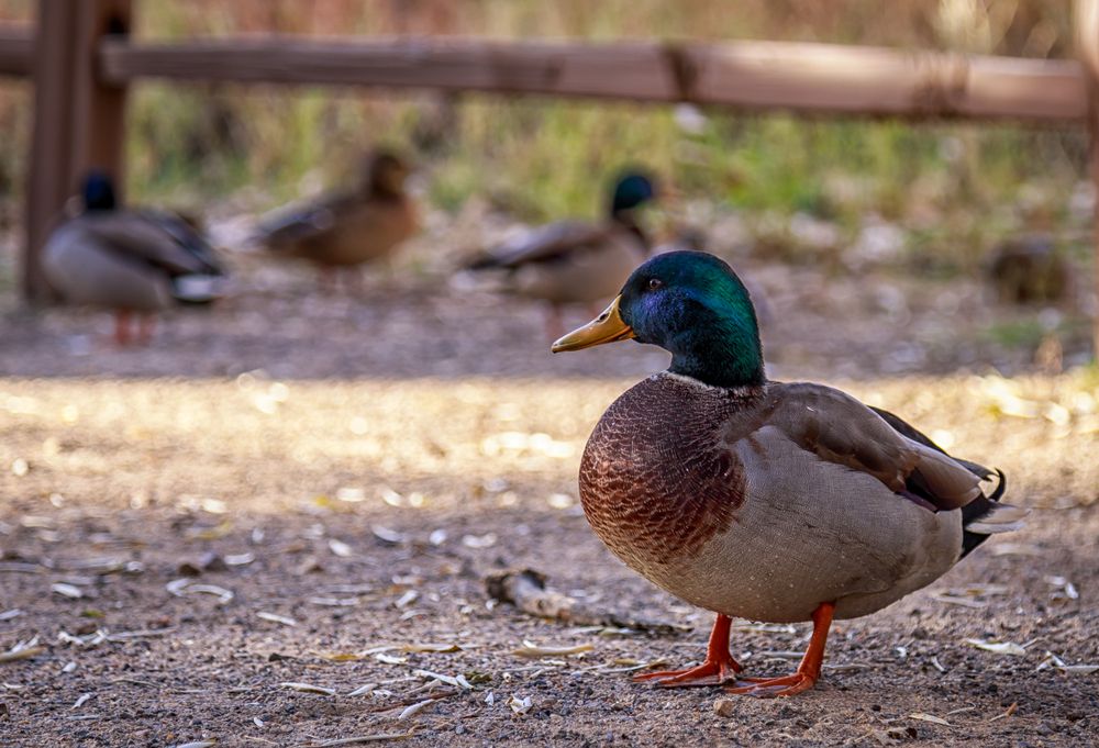 Mallard ducks at Riverside Nature Center