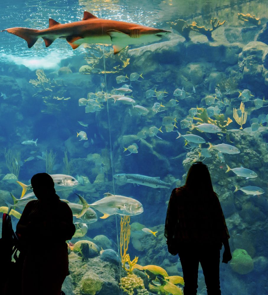 Inside Florida Aquarium