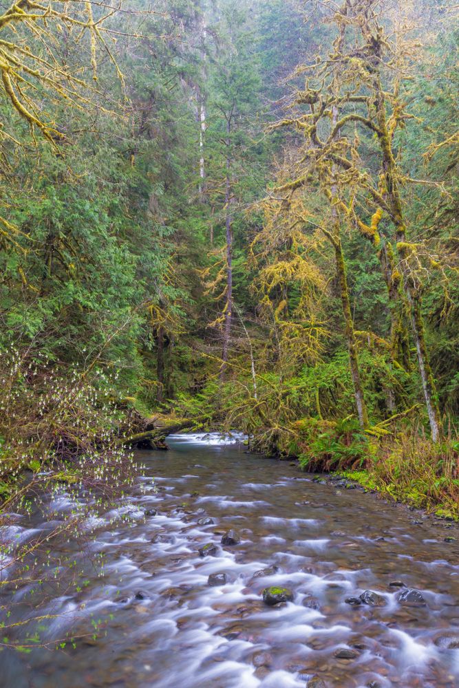Rushing waters and tall trees with green and yellow leaves.