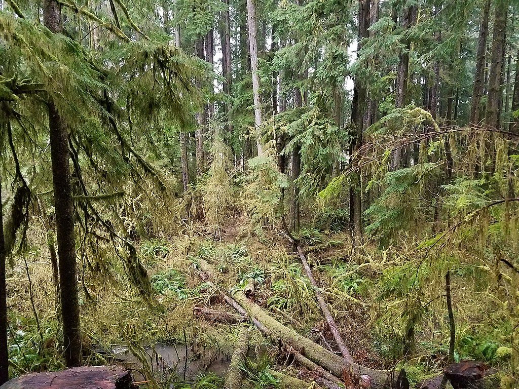 Green tall trees inside the bogachiel state park.