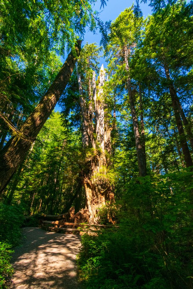 View from the bottom of the big, tall cedar tree.