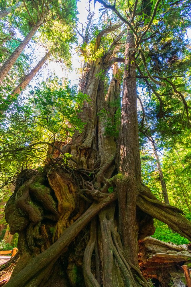 The big, tall cedar tree with bright green leaves.