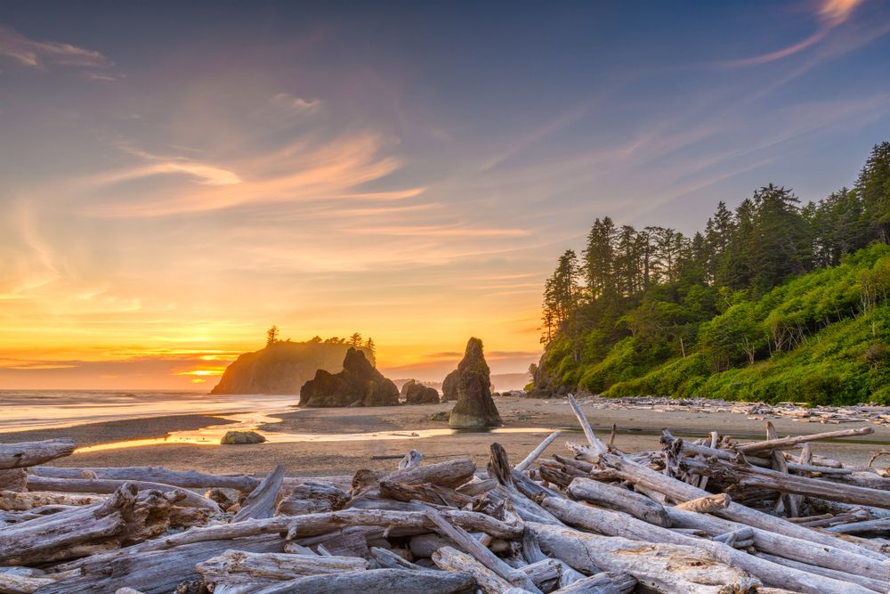 Tree woods lying on the sand near the shore - during a sunset.