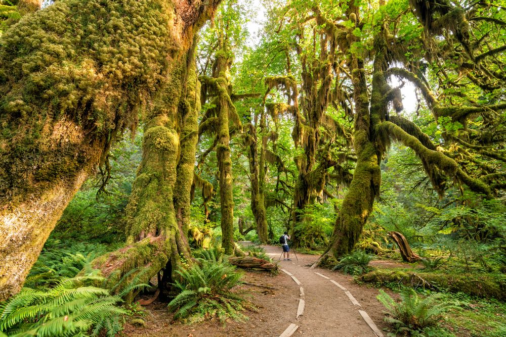 A man taking a picture in the middle of the tall trees.