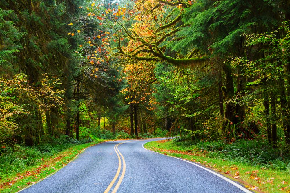 An empty road with bright green trees framing it.