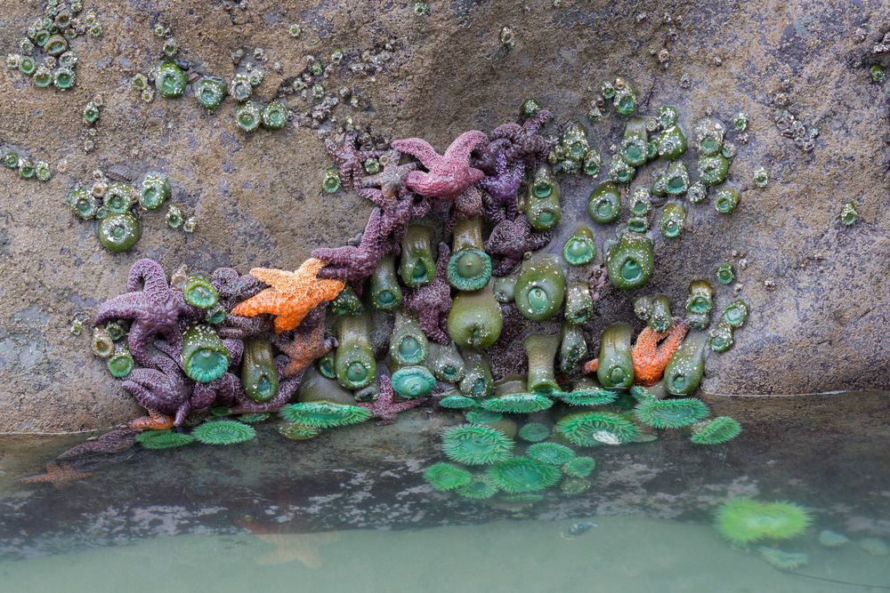 Purple and orange colored starfish on a rock near the waters of second beach.