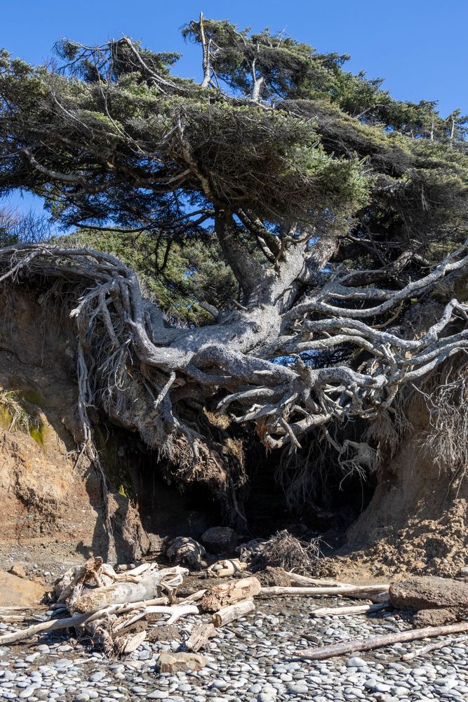 View of the exposed roots of the tree root cave during a sunny day.