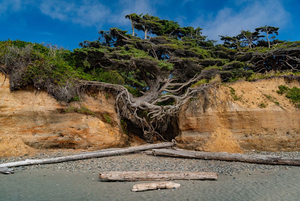 Front view of the tree root cave on a sunny day.