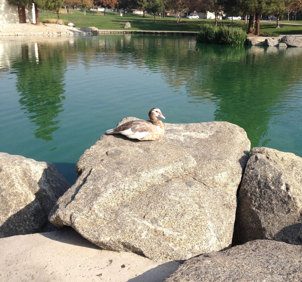 A Duck at Red Hill Park