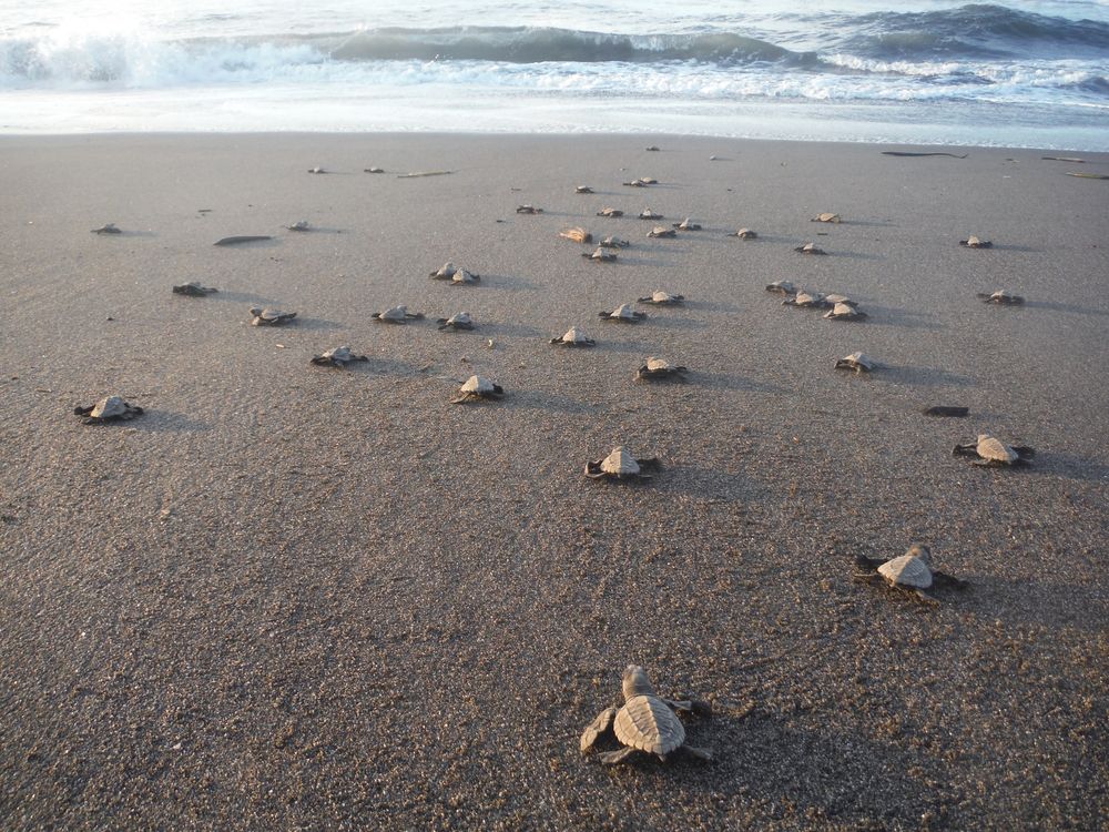 Baby turtles heading towards the ocean at El Paredon