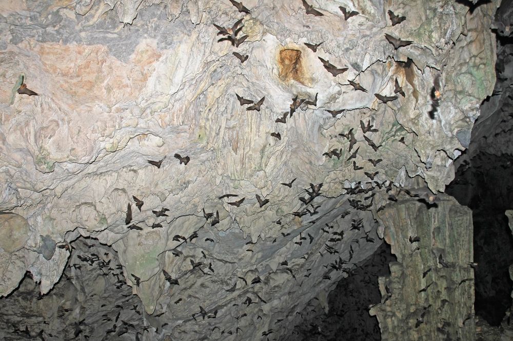 Tens of bats in Grutas de Lanquín