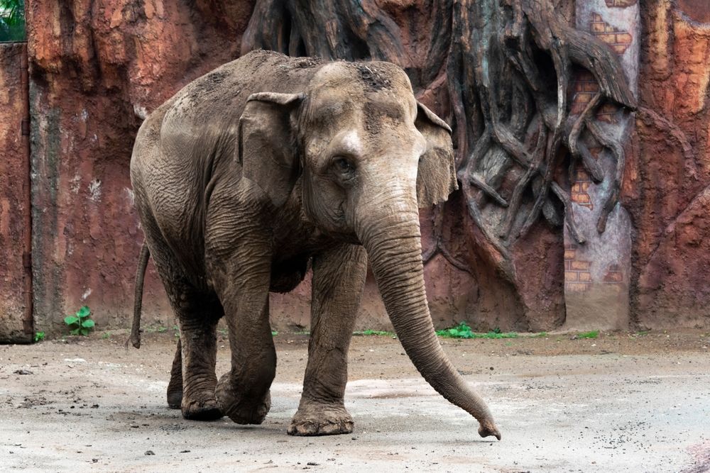 An elephant in Parque Zoológico La Aurora