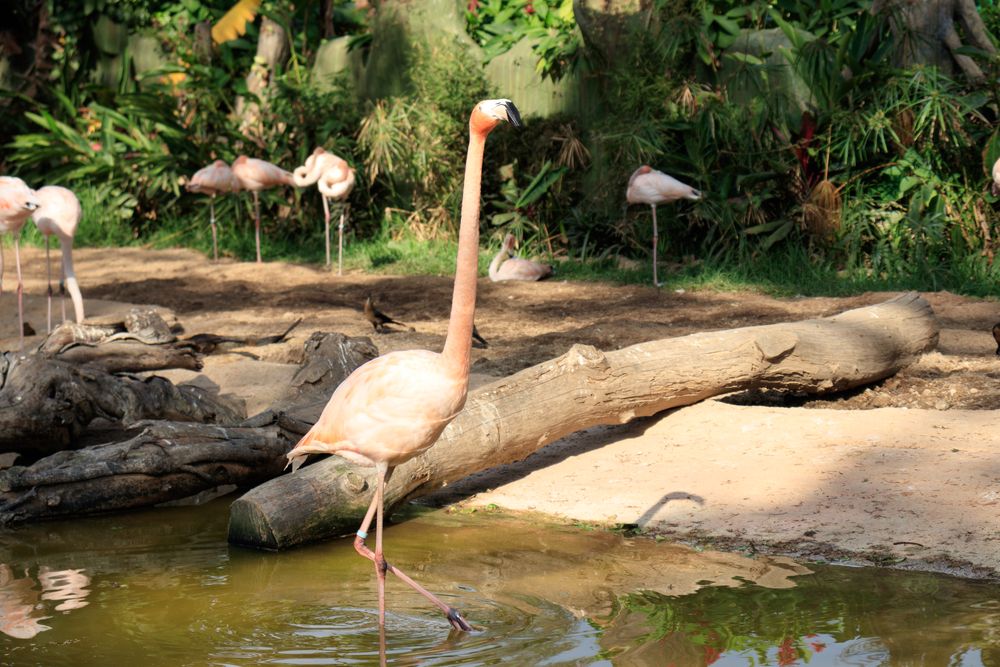 Flamingos at Parque Zoológico La Aurora
