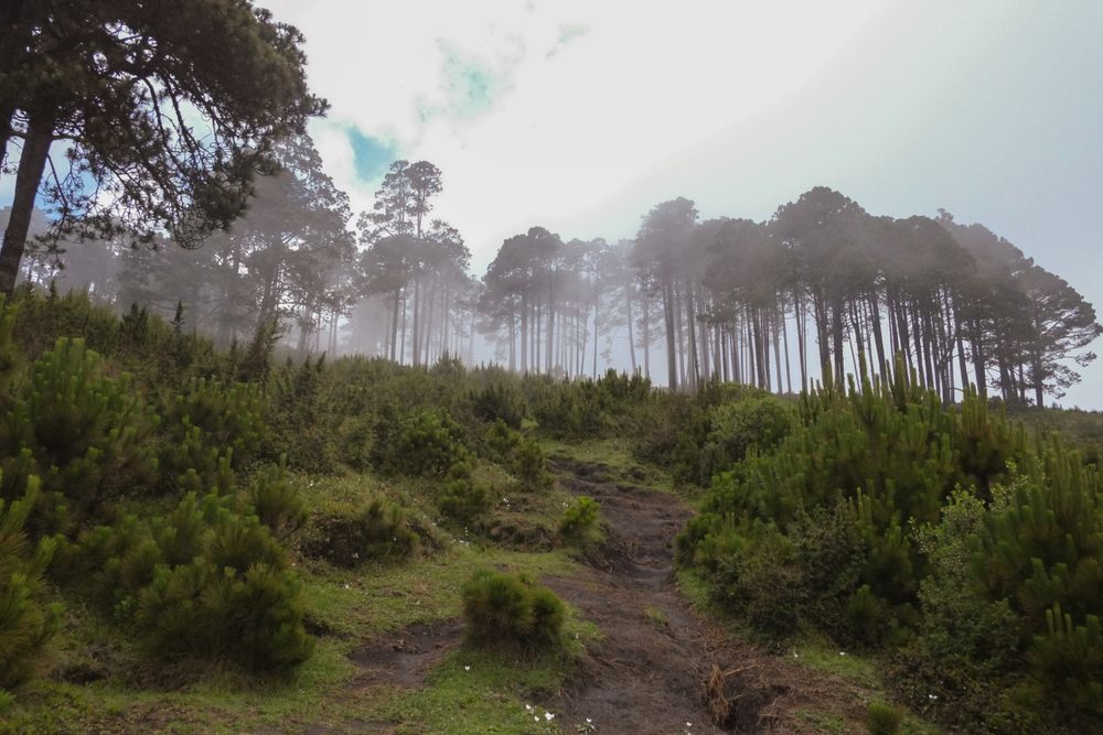 Forest trail at Volcan Tajumulco