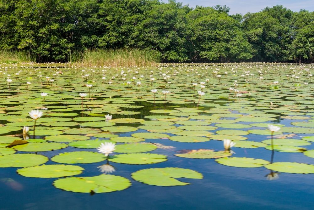 Waterlily covered waters of Rio Dulce