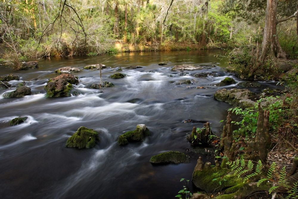 Downstream at Hillsborough River State Park