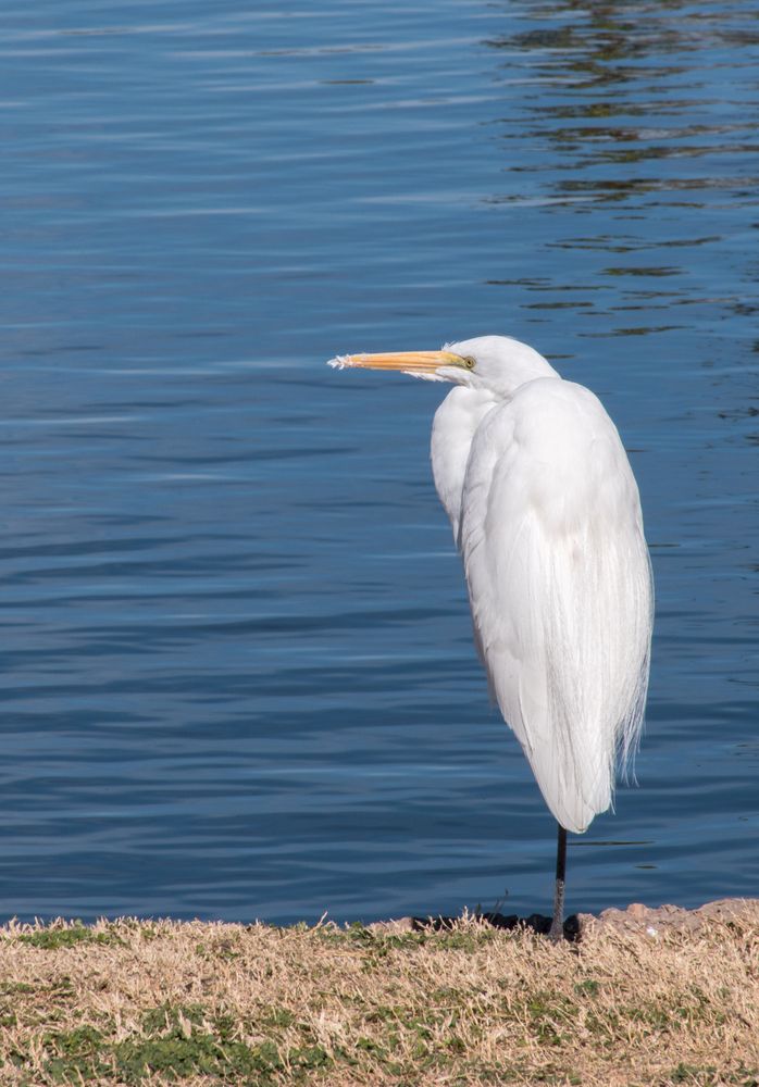 A heron near the waters of Freestone Park