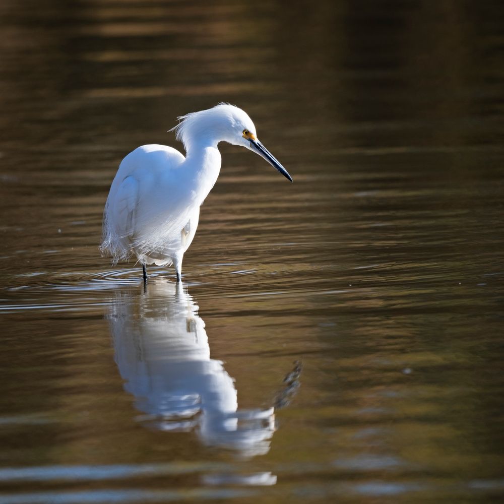 Snowy egret at Riparian Preserve at Water Ranch