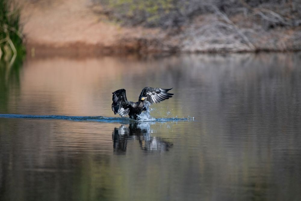 A bird landing on the waters of Riparian Preserve at Water Ranch
