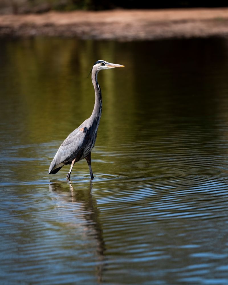 Great heron at Riparian Preserve at Water Ranch