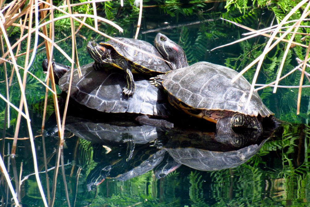 Turtles at Riparian Preserve
