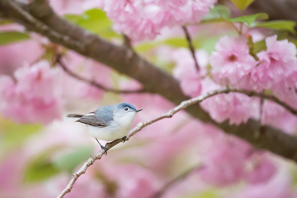 A bird at Washington Lake Park