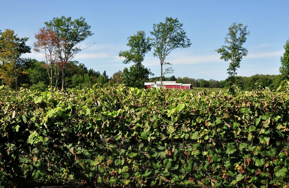 Rows of grapevines at Sunset Meadow Vineyards