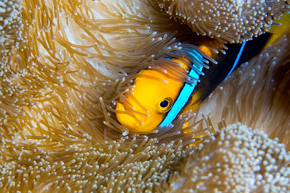 A clown fish while scuba diving in Guam