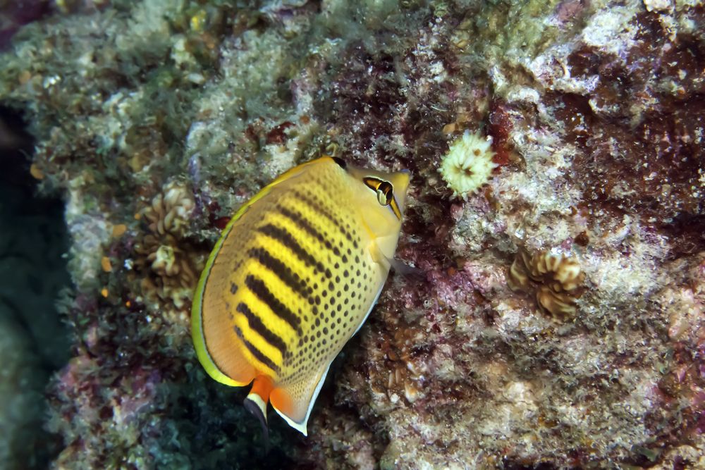 Butterfly fish under the waters of Guam