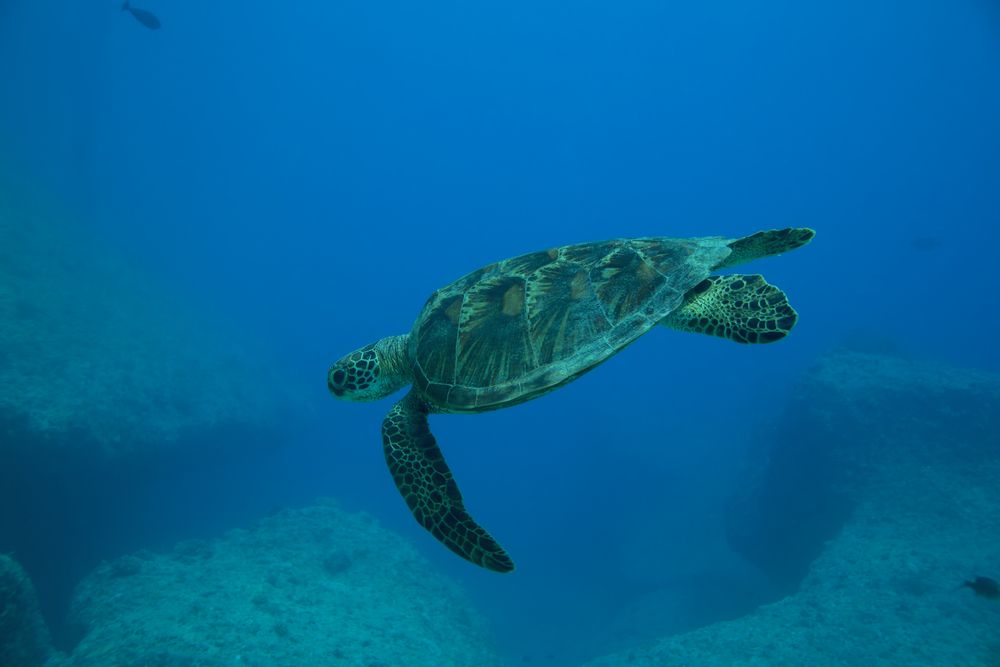 A turtle swimming in Guam