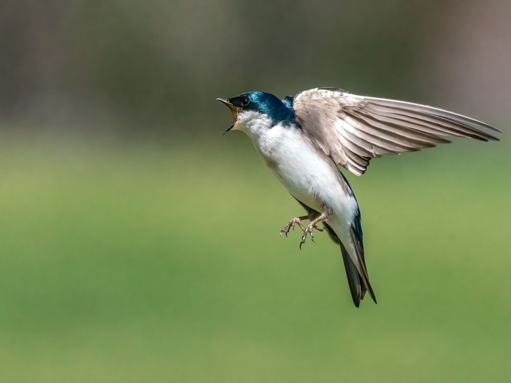 A bird at Agricultural History Farm Park