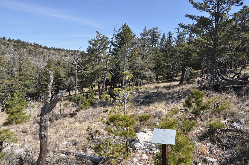 Hiking trail of Bush Mountain