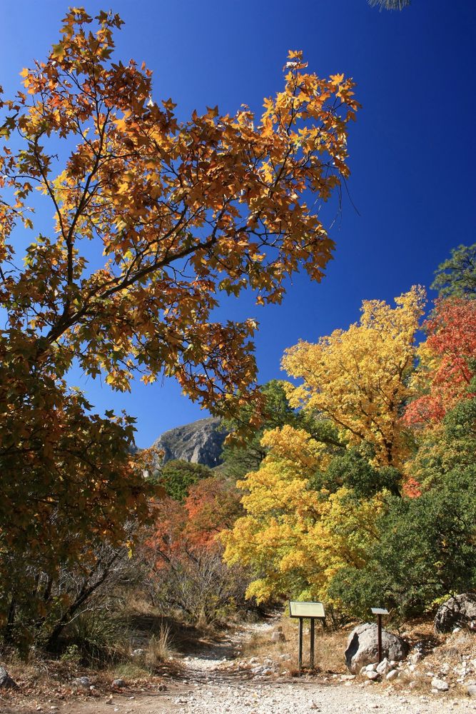 Fall scene at McKittrick Canyon Nature Trail