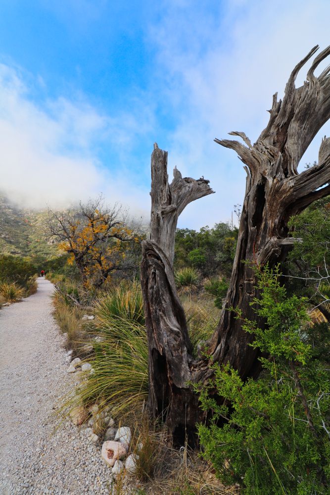 Dead tree along McKittrick Canyon Nature Trail