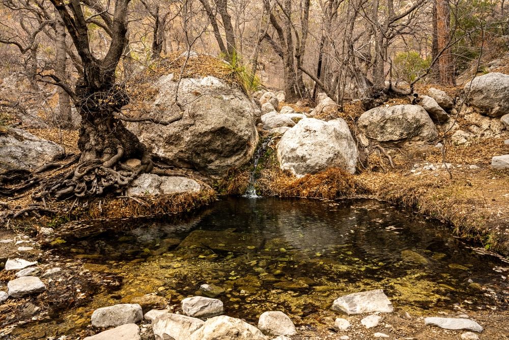 Woodsy area of Smith Spring Trail