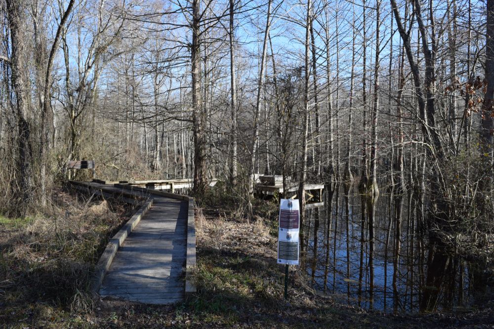 Boardwalk observation platform at Lee Tartt Nature Preserve