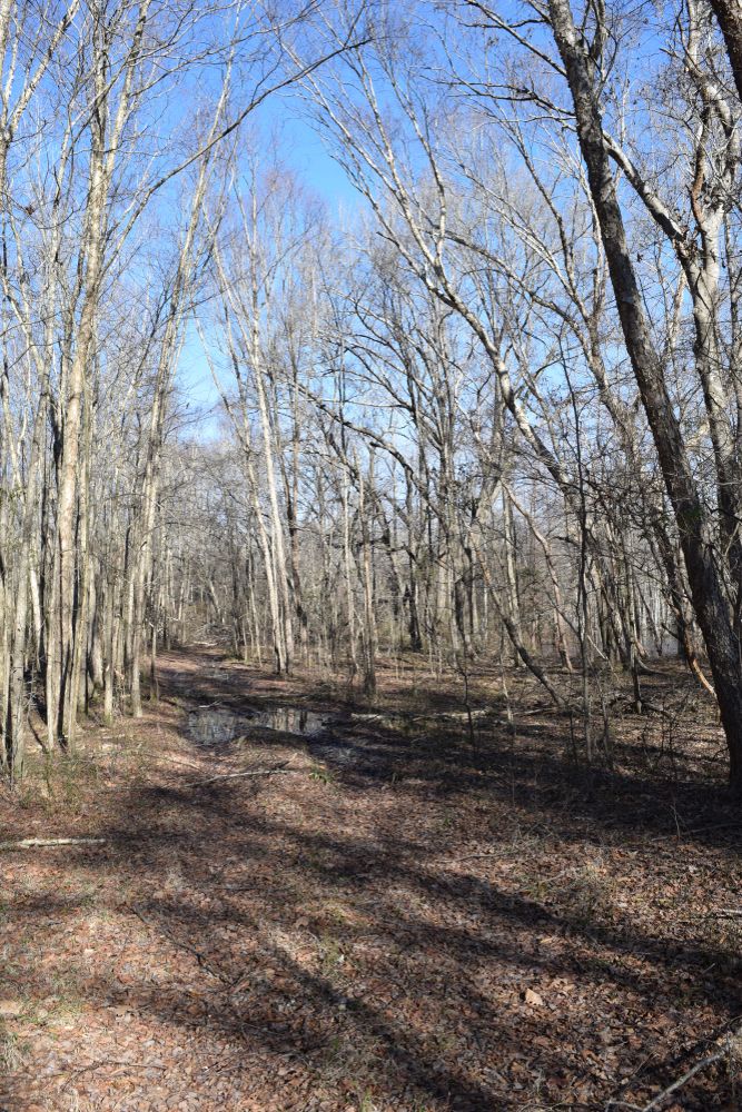 Nature trail at Lee Tartt Nature Preserve