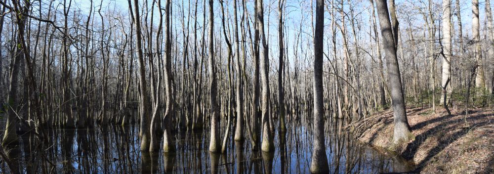 Chakchiuma swamp at Lee Tartt Nature Preserve