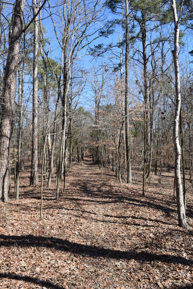 Nature scene at Lost Bluff Hiking Trail
