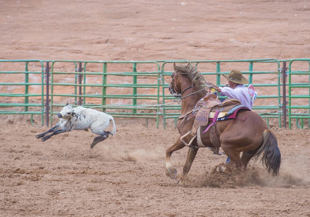 Calf-roping competition at Gallup