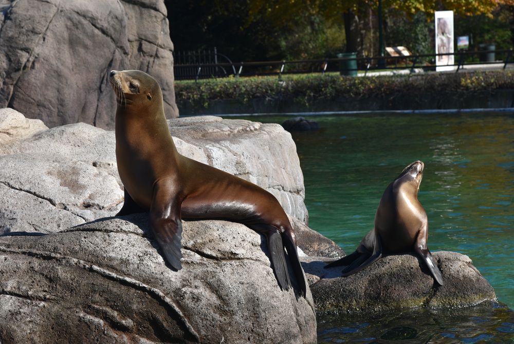 Seals at Bronx Zoo