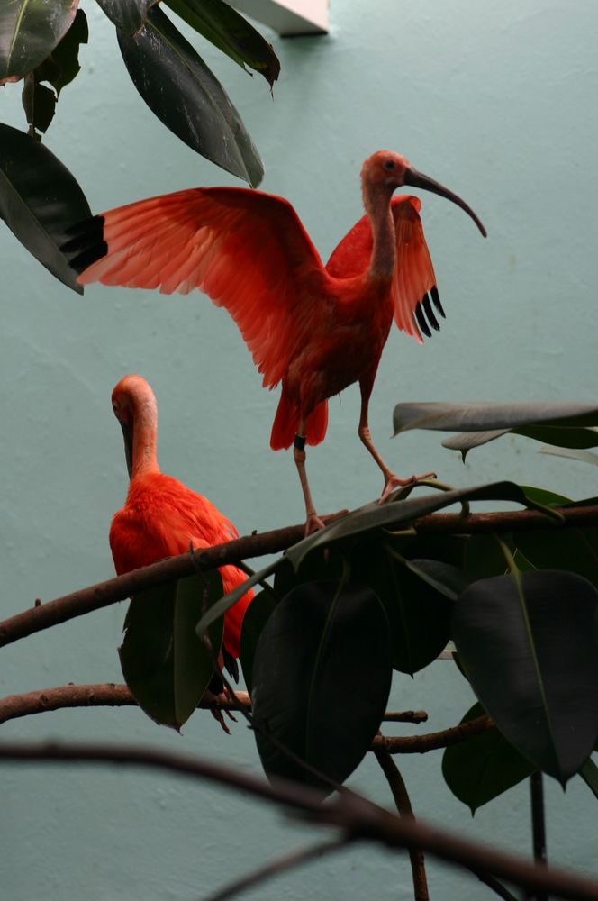Exotic birds in Bronx Zoo